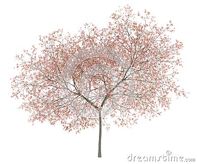 Flowering peach tree isolated on white Stock Photo