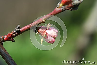 Flowering peach tree Stock Photo