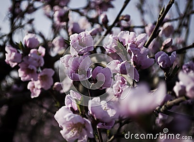 Flowering peach trees Stock Photo