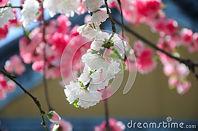 Flowering Peach Trees Stock Photo
