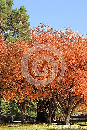 Flowering pear tree Stock Photo