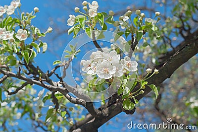 Flowering pear tree in garden Stock Photo