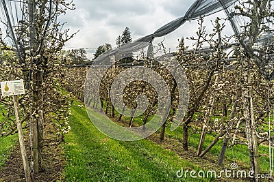 Orchard of blooming pear trees, Canton Thurgau, Switzerland Stock Photo