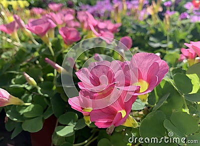 Flowering perennial grass oxalis lat. Oxalis sonderiana Stock Photo