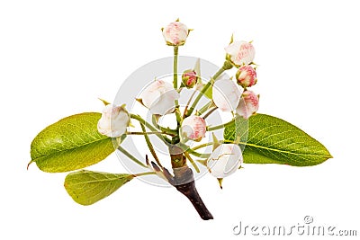 The flowering period of the apple tree. Branch isolated Stock Photo