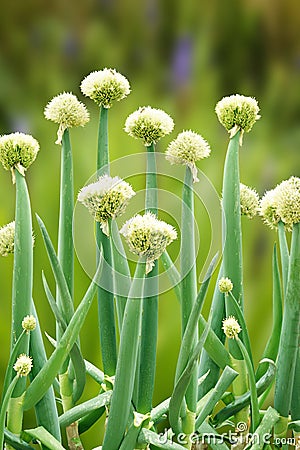 Flowering period of scallion Stock Photo