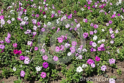 Flowering petunias in the flowerbed Stock Photo