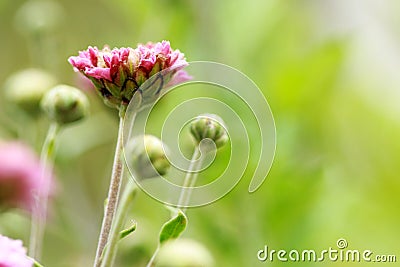 Flowering Pink Blooms of Chrysanthemum Stock Photo