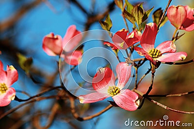 Flowering Pink Dogwood Stock Photo