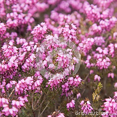 Flowering pink Erica Stock Photo