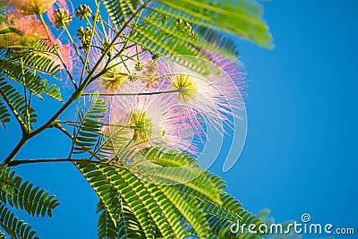 Flowering of pink fluffy flowers Albition Stock Photo