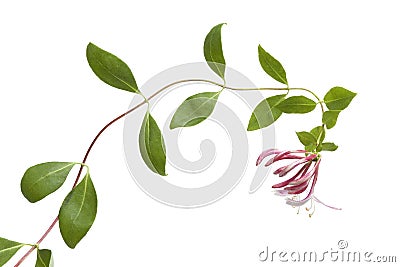 Flowering pink Honeysuckle Stock Photo