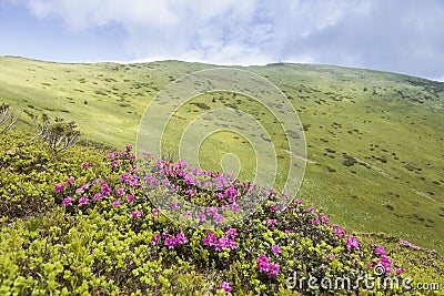 Flowering pink rhododendron on the mountain slopes, beautiful panoramic landscapes and fantastic views Stock Photo