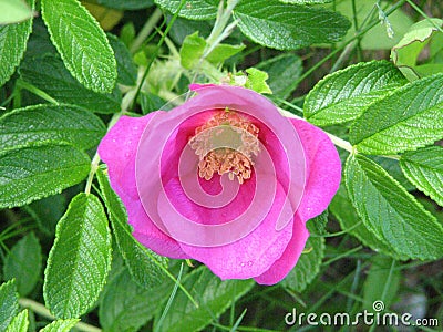 Flowering Pink Rose Hip Blossoms in a Garden Stock Photo