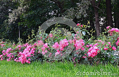 Flowering pink roses in the garden Stock Photo