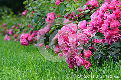 Flowering pink roses in the garden Stock Photo