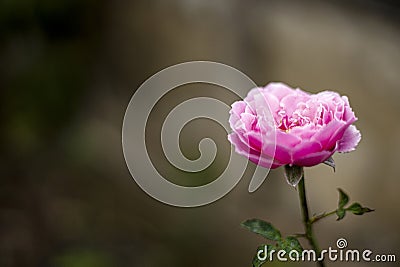 Flowering Of Pink Wild Roses Stock Photo