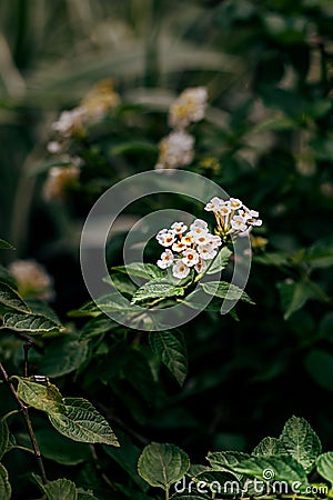 Flowering plant amidst dark green leafy foliage Stock Photo