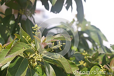 flowering plant Avocados tree, a flowering tree. Stock Photo