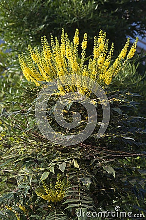 Flowering plant Berberis aquifolium in a garden Stock Photo