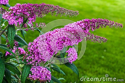 Flowering plant Buddleja Davidii - really Butterfly bush Stock Photo