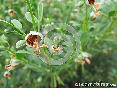 Blossomed flower medicinal herb Plant common leaves with beautiful orange-green buds and juicy round leaves Stock Photo