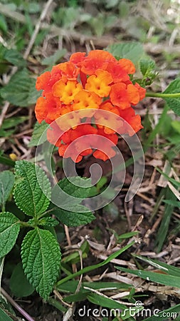 Flowering plant lantana flower Stock Photo