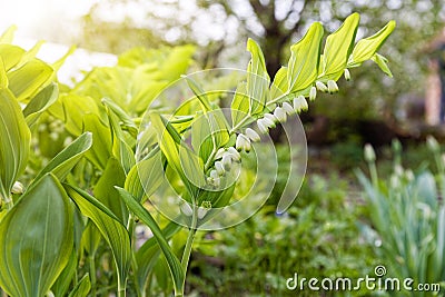 Flowering plant of Polygonatum multiflorum Stock Photo