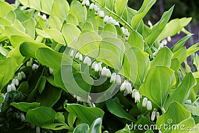 Flowering plant of Polygonatum multiflorum Stock Photo