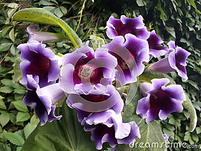 Flowering plant Sinningia speciose Gloxinia with purple flowers. Stock Photo