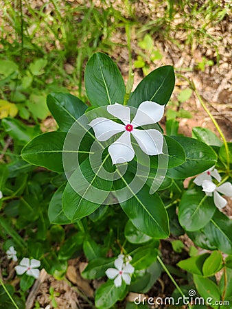 Flowering plant vinca,Periwinkle white flower and leaf Stock Photo
