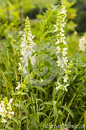 Flowering plants flowers in the family Lamiaceae. Stock Photo