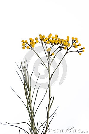 Medicinal plant from my garden: Helichrysum italicum curry plant detail of yellow flowers and leafs isolated on white backgrou Stock Photo