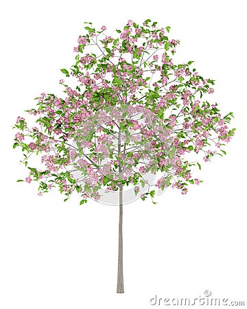 Flowering plum tree isolated on white Stock Photo