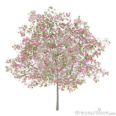 Flowering plum tree isolated on white Stock Photo