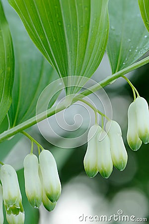 Flowering Polygonatum Multiflorum Close-up Stock Photo