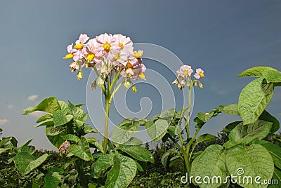 Flowering potatoes. Stock Photo