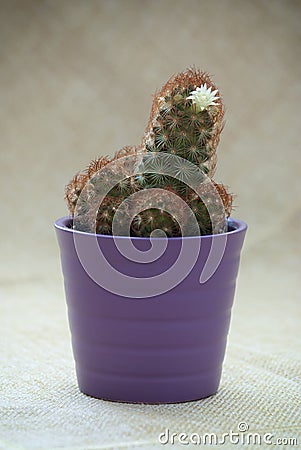 Flowering prickly cactus in a pot Stock Photo