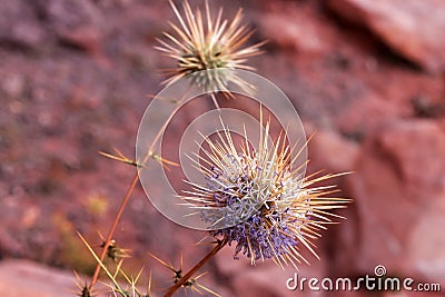 Flowering prickly plant in dry desert sand. Stock Photo