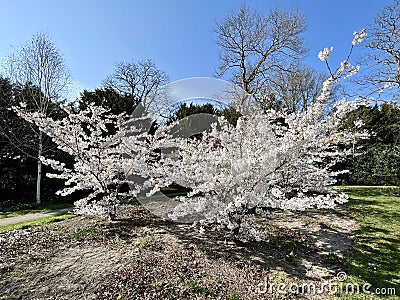 Flowering prunus accolade cherry trees. Stock Photo