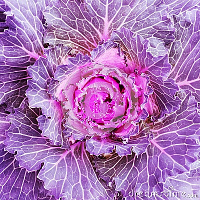Flowering purple kale cabbage Stock Photo