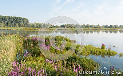 Flowering Purple Loosestrife Stock Photo