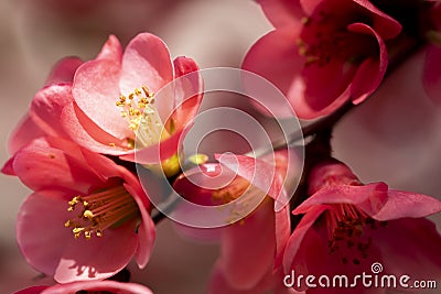 Flowering Quince blooming in Spring Stock Photo