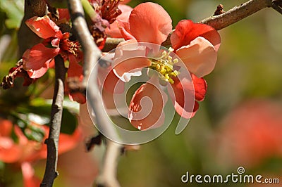 Flowering quince blossoms Stock Photo