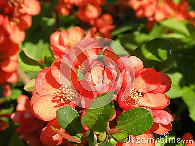 Flowering quince Stock Photo