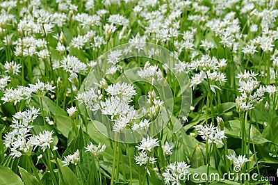 Flowering ramsons Stock Photo