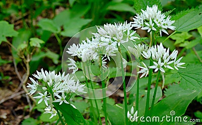 Flowering ramsons at springtime Stock Photo