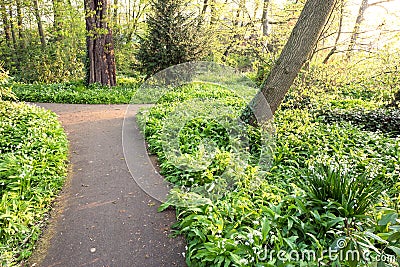 Flowering Ramsons or wild garlic plants. Stock Photo