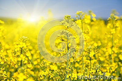 Flowering rapeseed field Stock Photo