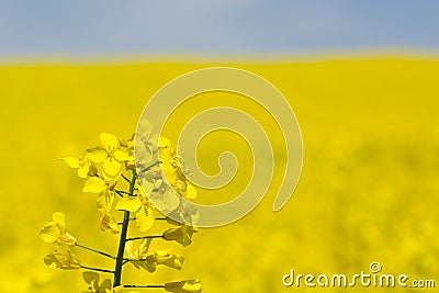 Flowering rapeseed Stock Photo